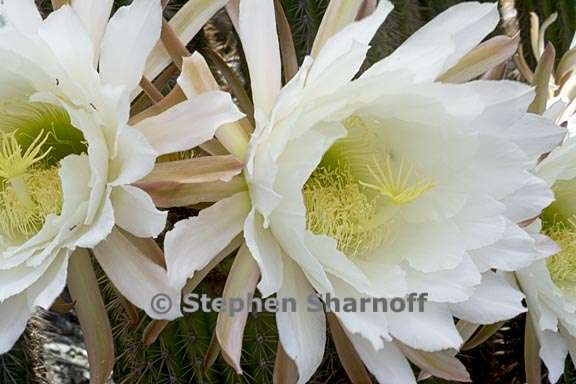 echinopsis sp 3 graphic